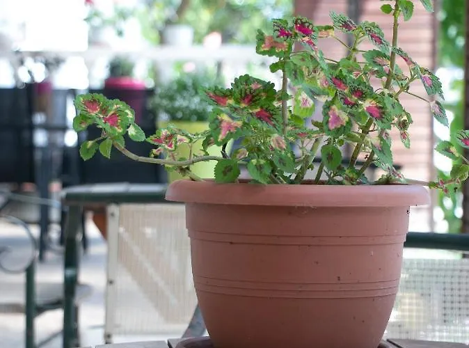 Maria * Paralia Dionisiou